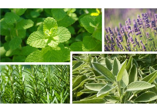 <p><strong>Vita de Rêve</strong></p>